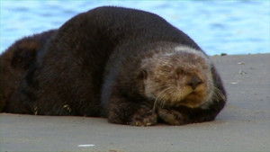 Threatened: The Controversial Struggle of the Southern Sea Otter háttérkép