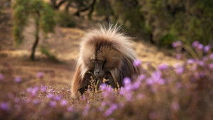 Baboon King háttérkép