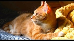 고양이 집사 háttérkép