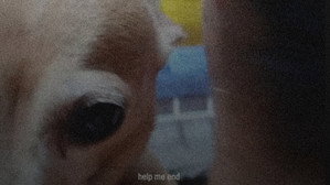 Tienda de perros háttérkép