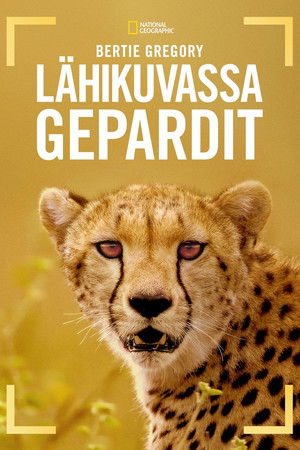 A gepárdok világa Bertie Gregoryval poszter