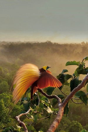 Attenborough paradicsommadarai poszter