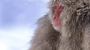 Vad Japán: makákók birodalmában háttérkép