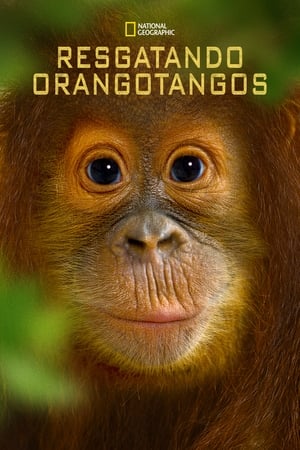 Operation Orangutan poszter