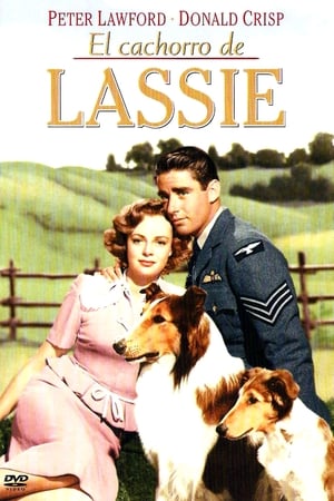 Son of Lassie poszter