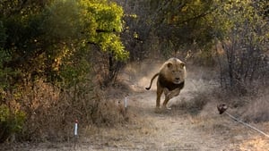 Man V. Lion háttérkép