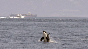 Achtung Orcas! Gefahr vor Gibraltar? háttérkép