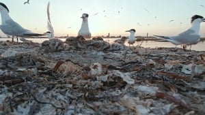 Wild Venice háttérkép