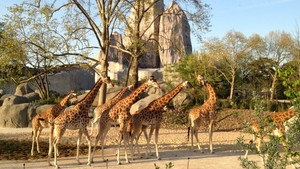 Un zoo à Paris kép