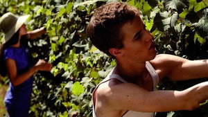 I giorni della vendemmia háttérkép