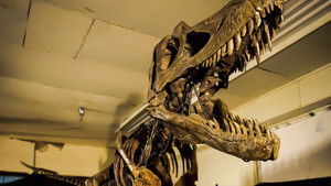 Nanotyrannus - a T. rex riválisa? háttérkép
