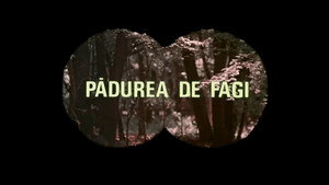 Pădurea de fagi háttérkép