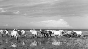 Crin blanc: Le cheval sauvage háttérkép