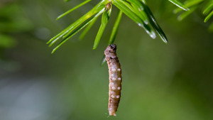Secrets of Our Living Planet kép