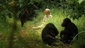 Jane Goodall utazása háttérkép