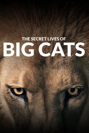 The Secret Lives Of Big Cats