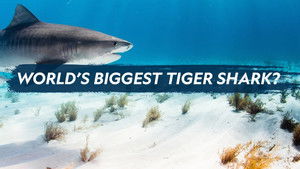 World's Biggest Tiger Shark háttérkép