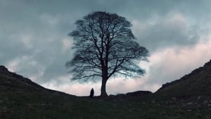 The Sycamore Gap háttérkép