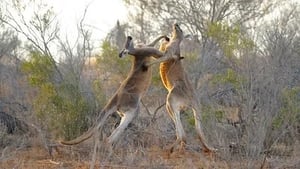 Au cœur de l'Australie sauvage 1. évad Ep.2 2. epizód