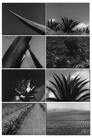 Magueyes poszter