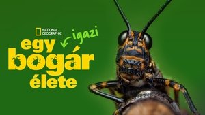 Egy igazi bogár élete kép