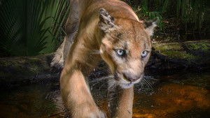 Everglades: A puma nyomában háttérkép