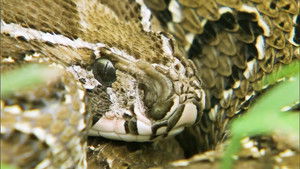72 Dangerous Animals: Asia 1. évad Ep.10 10. epizód