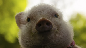 Arlo: The Burping Pig háttérkép