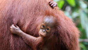 Orang-Utans - Borneos Waldmenschen háttérkép