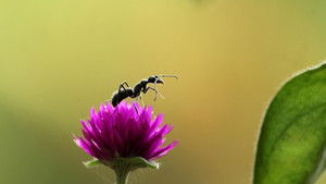 Fabulous Insects - Ants háttérkép