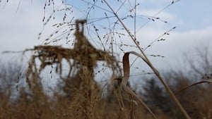 A kukorica gyermekei 4. - A gyűlés háttérkép