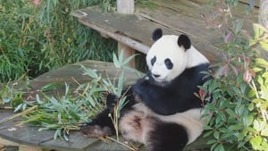 Het echte leven in de dierentuin kép