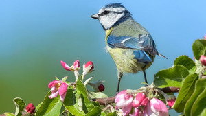 Springwatch 18. évad Ep.5 5. epizód