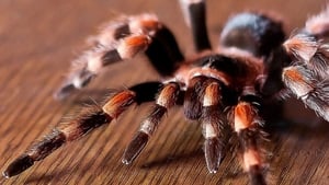 Tarantulas: The Deadly Cargo háttérkép