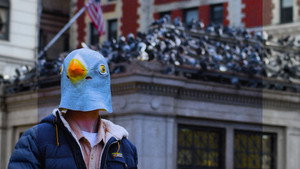 The Pigeon Man háttérkép