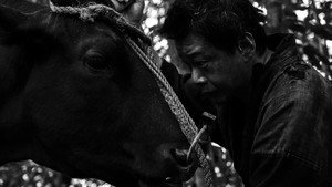 黒の牛 háttérkép