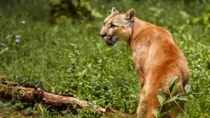 Man Vs. Puma háttérkép