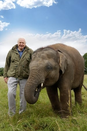 Attenborough and the Giant Elephant poszter