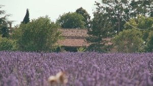 Trois oiseaux bleus háttérkép