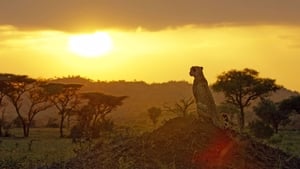 Élet a Serengeti Nemzeti Parkban kép