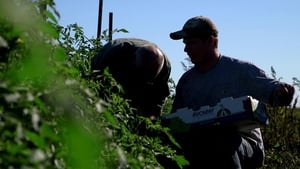 Sustainable háttérkép