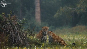Pantanal háttérkép