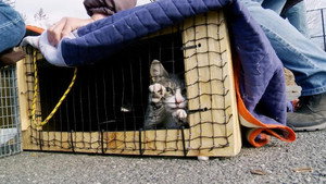 The Cat Rescuers háttérkép