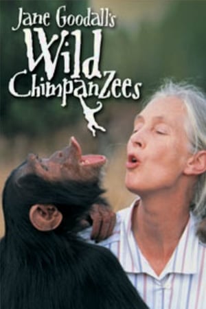 Jane Goodall's Wild Chimpanzees poszter