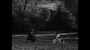 Bovine Comedy háttérkép