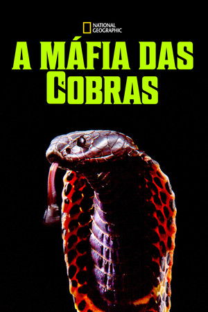 Kobra maffia poszter