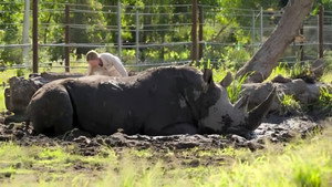 Ausztrál állatkert - Steve Irwin öröksége 1. évad Ep.13 Teknősök első randija