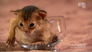 Too Cute Season 1 Ep.1 1. epizód