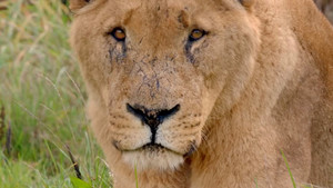 Secret Life of the Safari Park 1. évad Ep.4 4. epizód