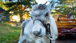 A Baby Reindeer's First Christmas háttérkép